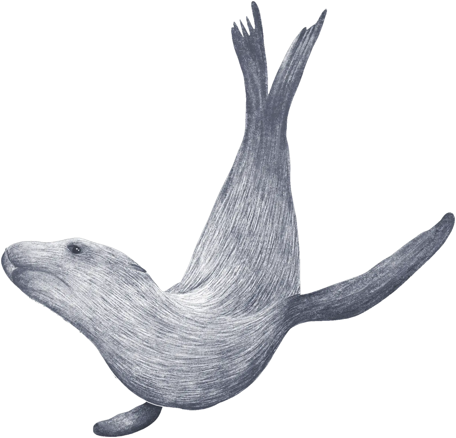 A sea lion