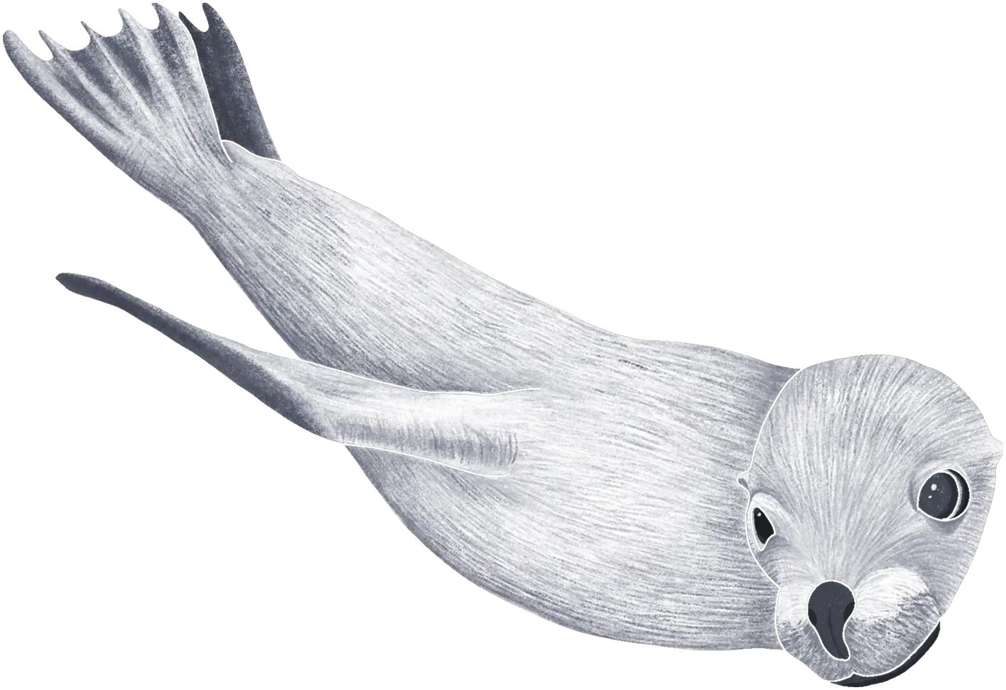 A harbor seal