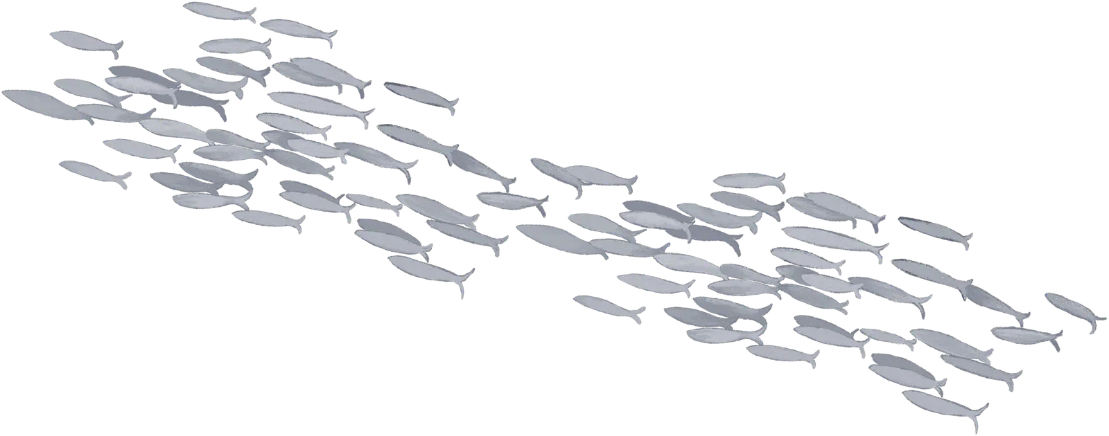 A school of fish