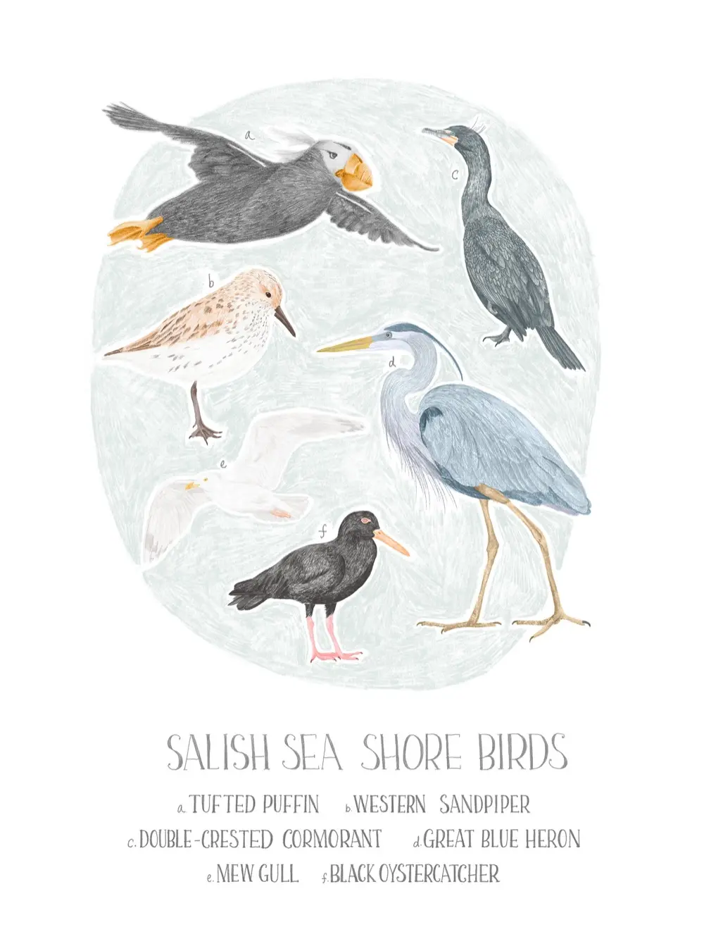 An Olympic National Park shorebirds field-guide print