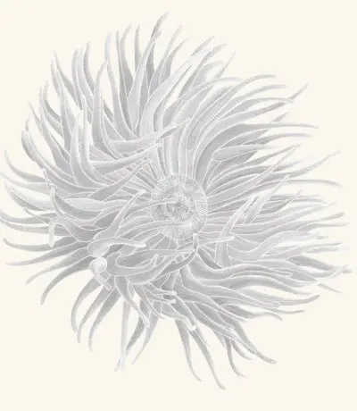 A graphite study of a sea anemone