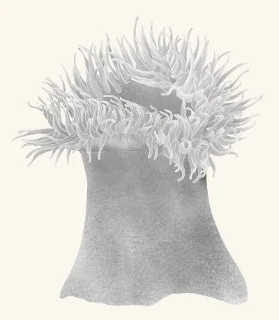 A graphite study of a sea anemone
