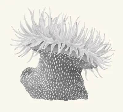 A graphite study of a sea anemone