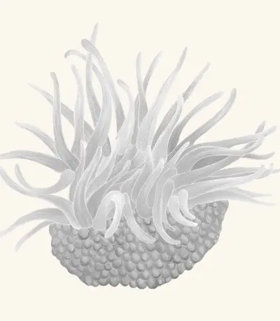 A graphite study of a sea anemone