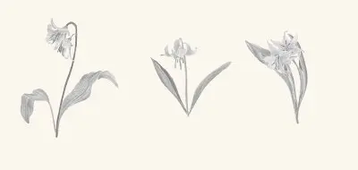 A graphite study of an avalanche lily