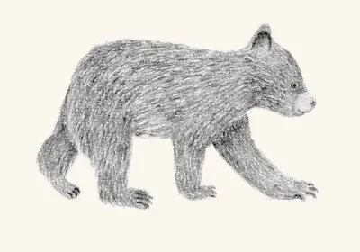 A graphite study of a black bear cub