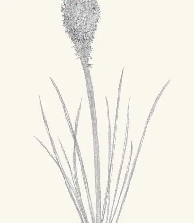A graphite study of a beargrass