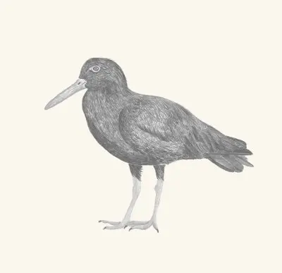 A graphite study of a black oystercatcher