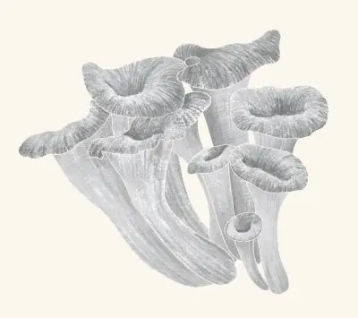 A graphite study of a black trumpet mushroom