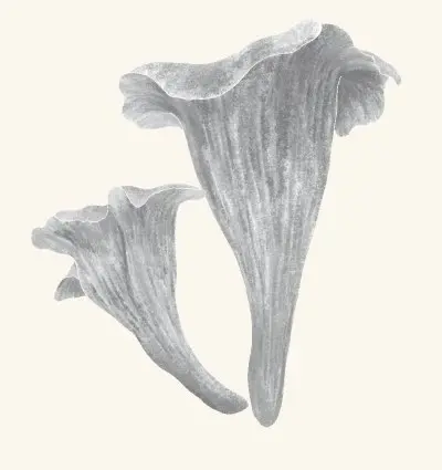 A graphite study of a black trumpet mushroom