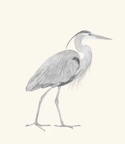 A graphite study of a great blue heron