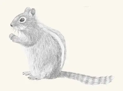 A graphite study of a chipmunk