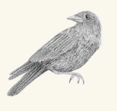 A graphite study of a crow