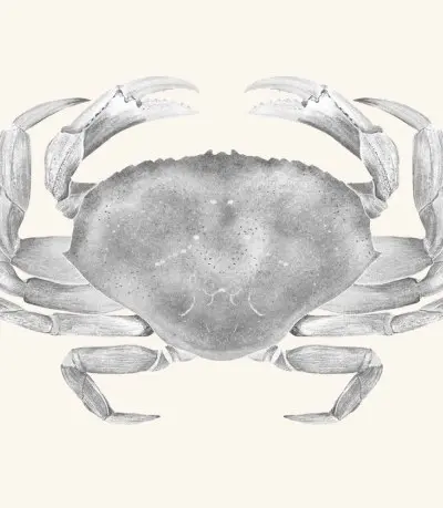 A graphite study of a Dungeness crab