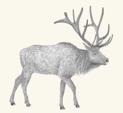 A graphite study of a Roosevelt elk