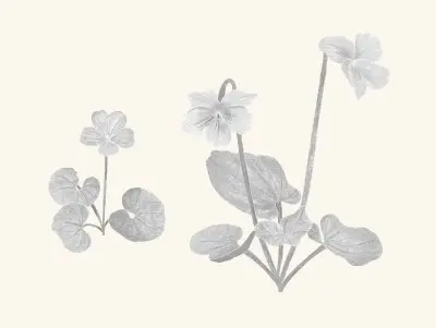 A graphite study of a Flett's violet
