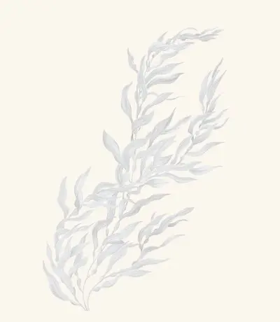 A graphite study of a giant kelp