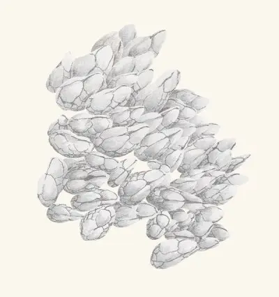 A graphite botanical and wildlife study