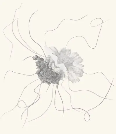 A graphite study of a jellyfish
