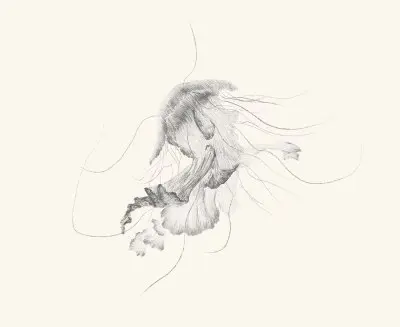 A graphite study of a jellyfish