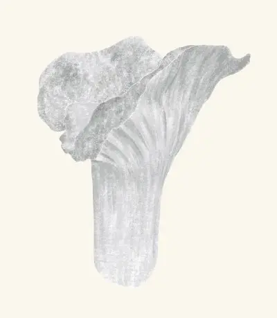 A graphite study of a lobster mushroom