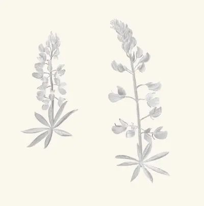 A graphite study of a lupine