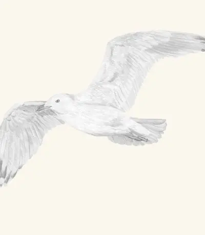A graphite study of a mew gull