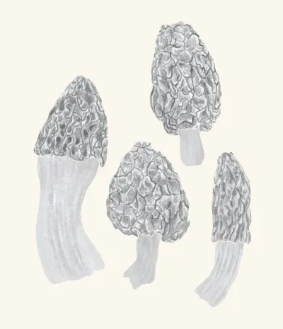 A graphite study of a morel mushroom