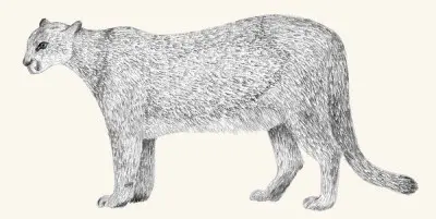 A graphite study of a mountain lion