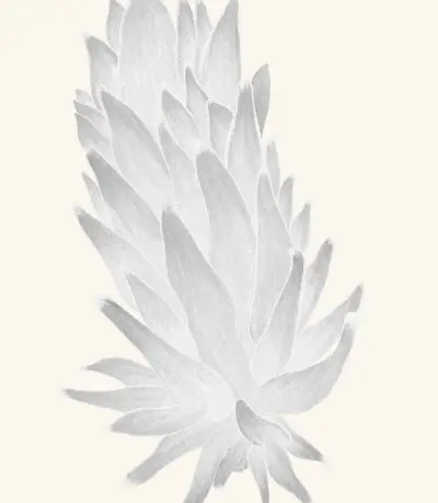 A graphite study of a nudibranch