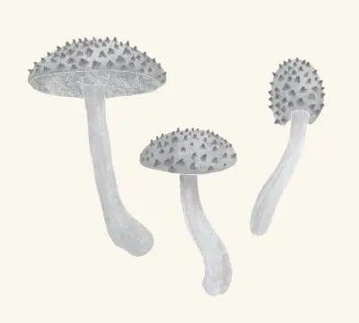 A graphite study of an old man of the woods mushroom
