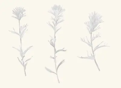 A graphite study of a Indian paintbrush