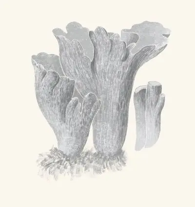 A graphite study of a pig's ear mushroom