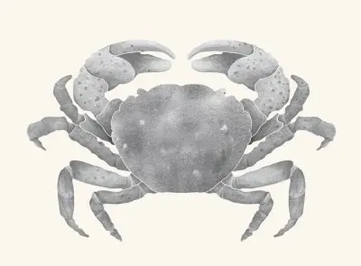 A graphite study of a purple shore crab