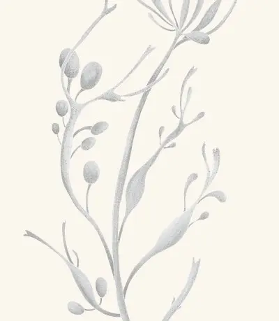 A graphite study of a rockweed