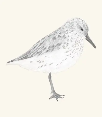A graphite study of a sandpiper