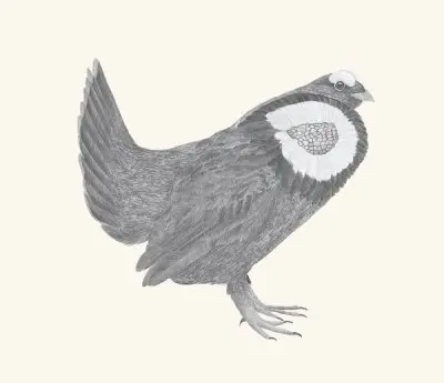 A graphite study of a sooty grouse