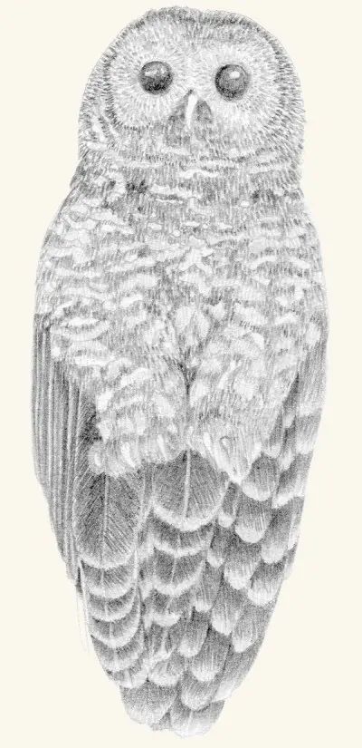 A graphite study of a northern spotted owl in flight