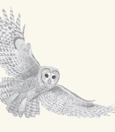 A graphite study of a northern spotted owl