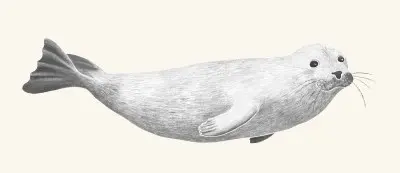 A graphite botanical and wildlife study
