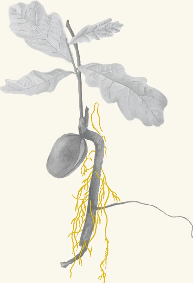 An acorn sprouting into an oak seedling with a long taproot