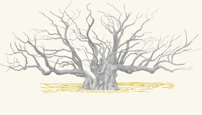 A bare, ancient oak tree in winter