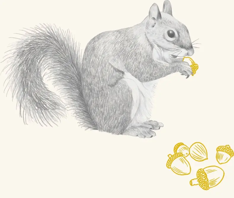 A gray squirrel eating an acorn