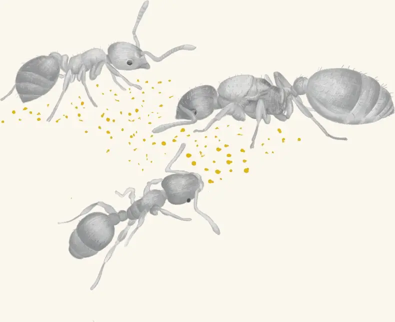 Ants carrying fragments of an acorn