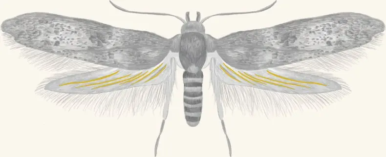 An acorn moth