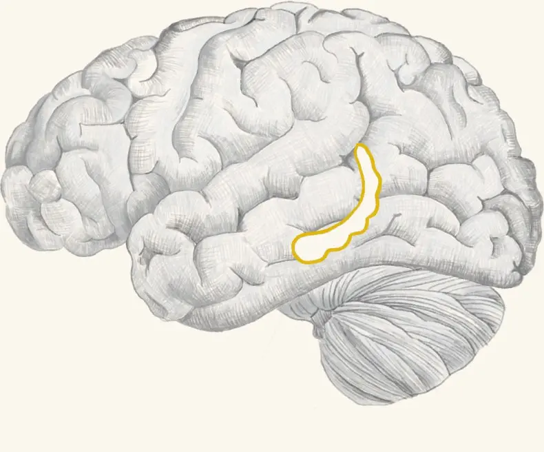 An anatomical illustration of a human brain