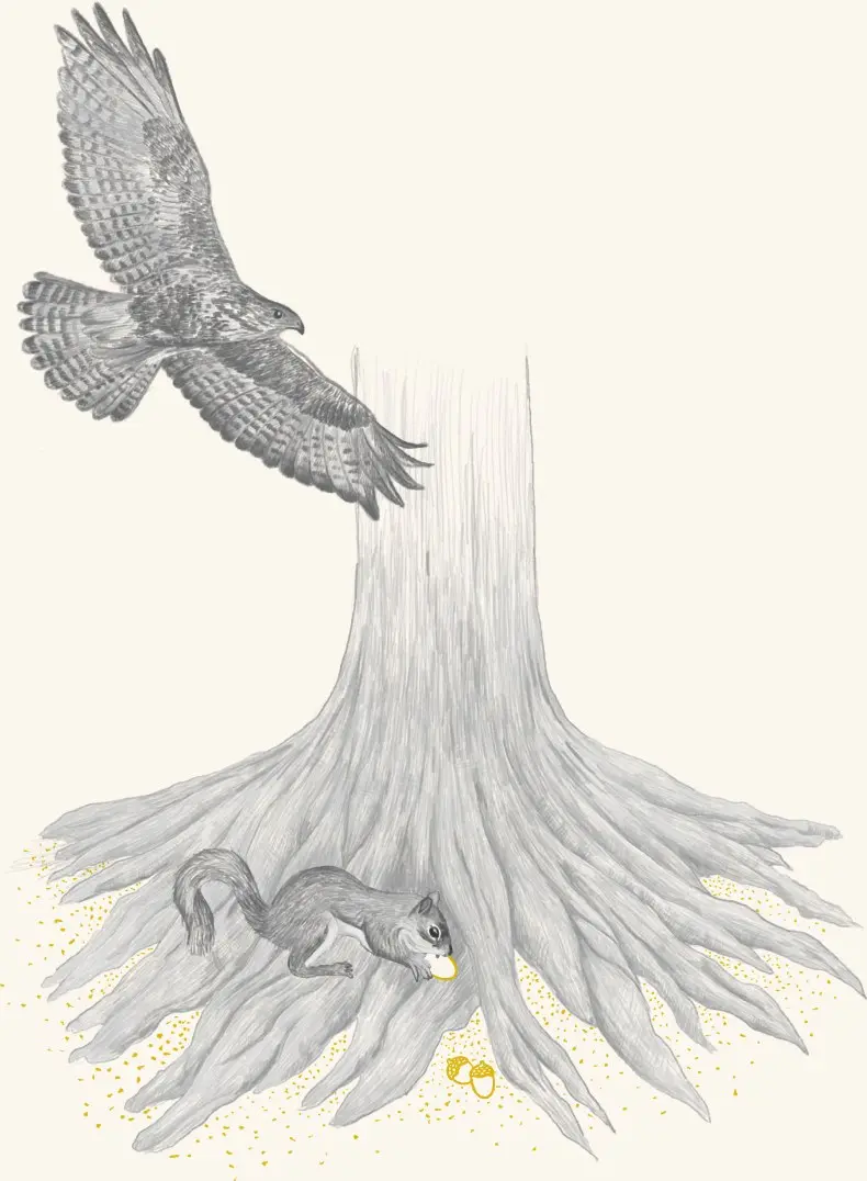 A hawk over an oak's exposed roots