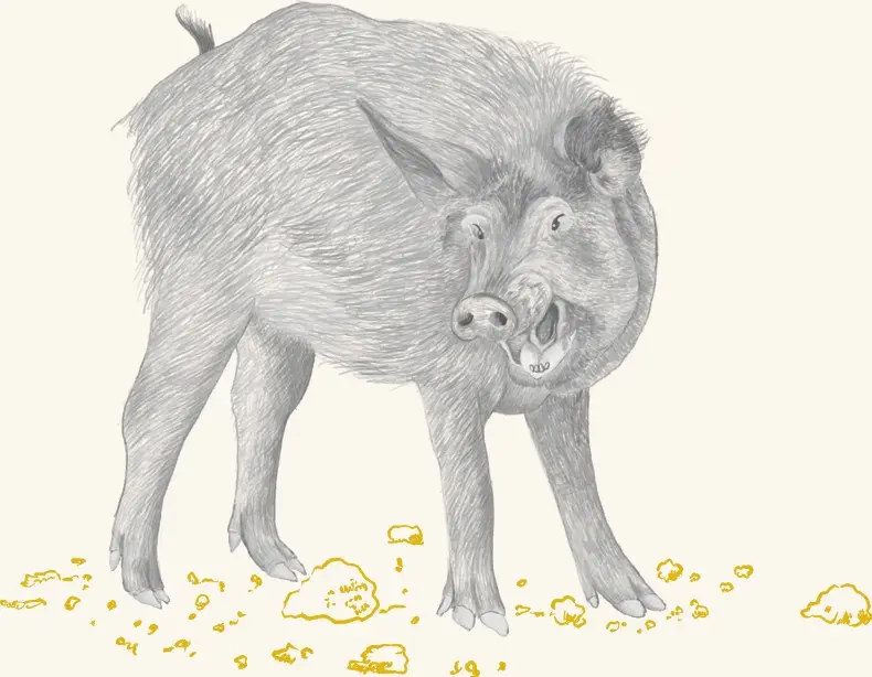 A wild boar foraging for acorns