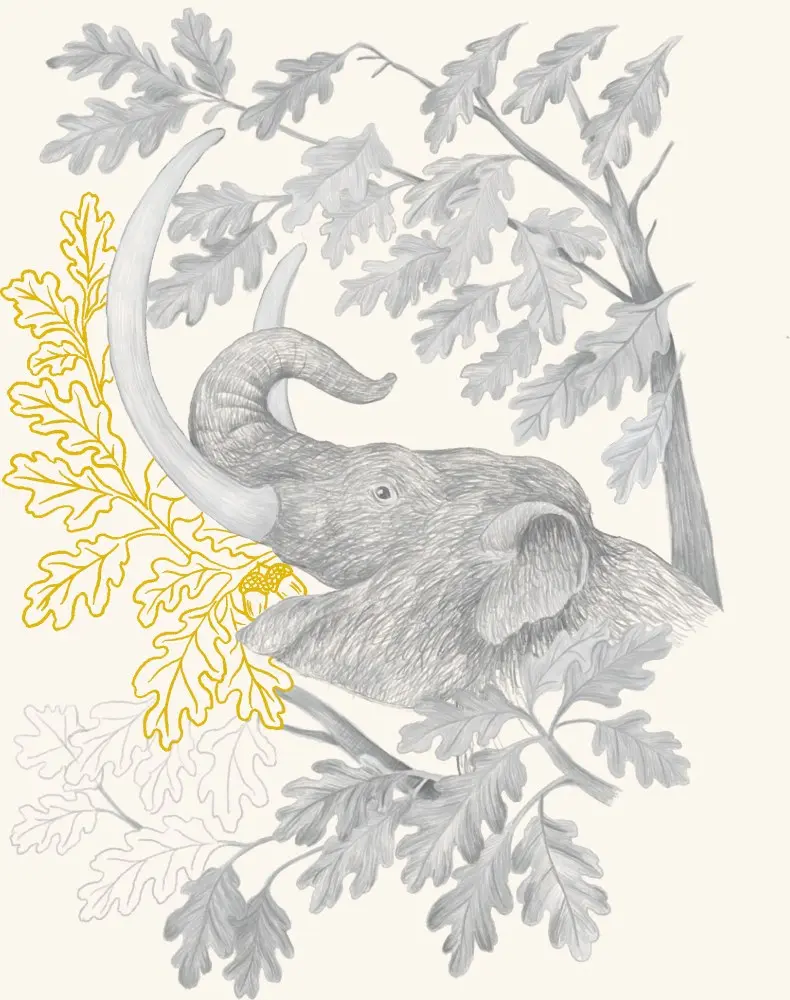 An elephant among oak foliage