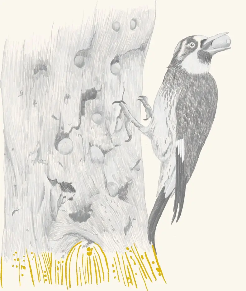 An acorn woodpecker at its granary tree